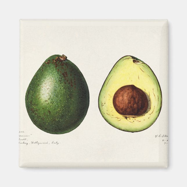 Íman Avocado (Frente)