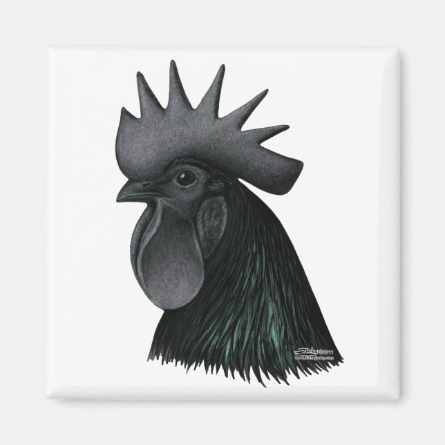 Íman Ayam Cemani Rooster Head (Frente)