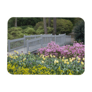 Íman Azalea Heath Family (Ericaceae), Tulip, e