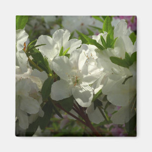 Íman Azaleas brancas e solares lindas flores de primave