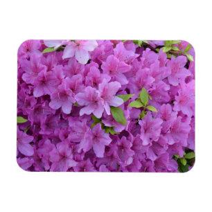 Íman Azáleas cor-de-rosa do primavera