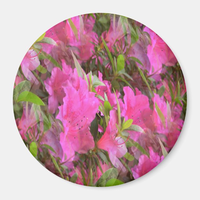 Íman Azaleas em rosa.... (Frente)