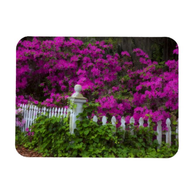 Íman Azáleas na primavera no Histórico Isle of Hope (Horizontal)