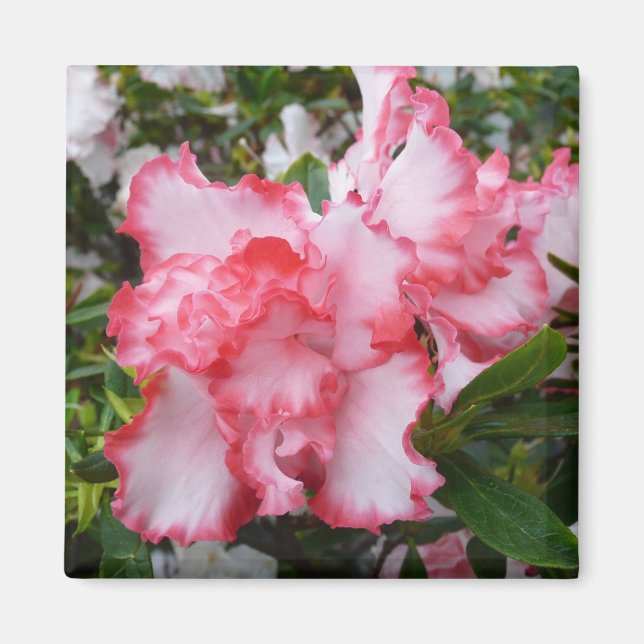 Íman Azaleas Primavera Floral, Vermelhas Duplas e Branc (Frente)