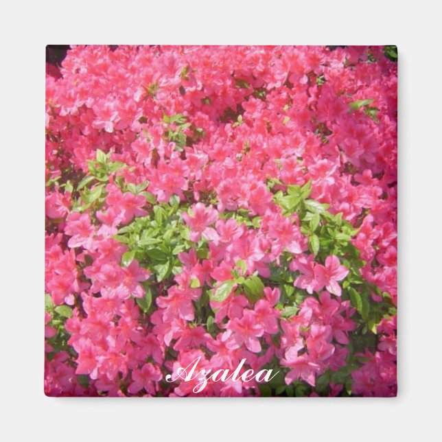 Íman Azaleas Rosa Quente (Frente)