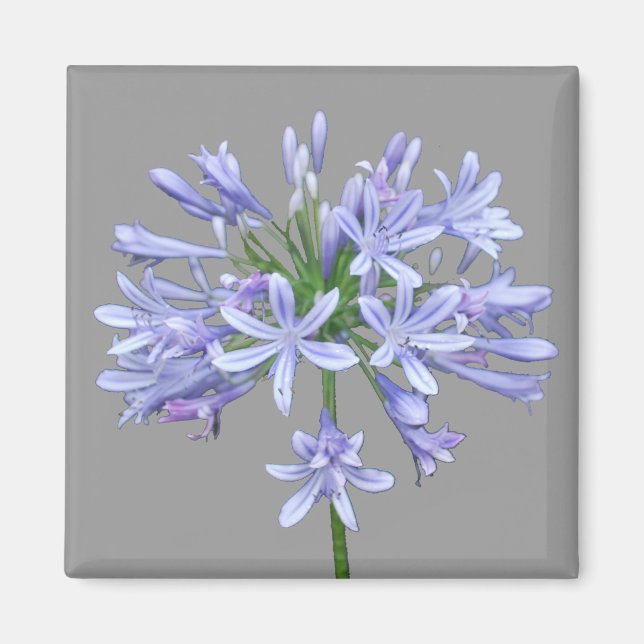 Íman Azul Agapanthus (Frente)