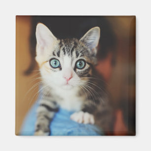 Íman Azul brilhante gatinho Eyed