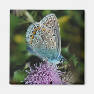 Íman Azul comum da borboleta no ímã do cardo