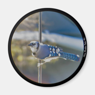 Íman azul-escuro