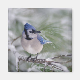 Íman Azul Jay, Cyanocitta cristata