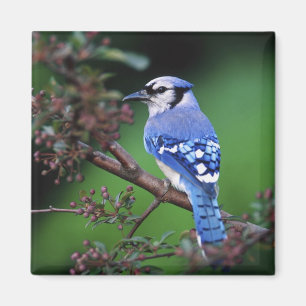 Íman Azul Jay, Cyaoncitta cristata