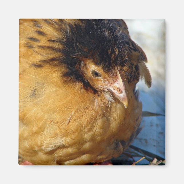 Íman Azul Jr (Frente)