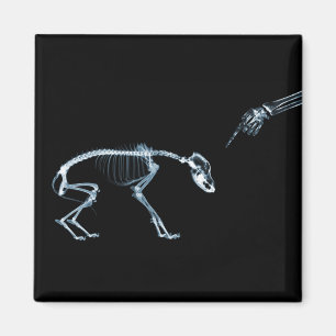 Íman Azul preto de esqueleto do raio X mau do cão