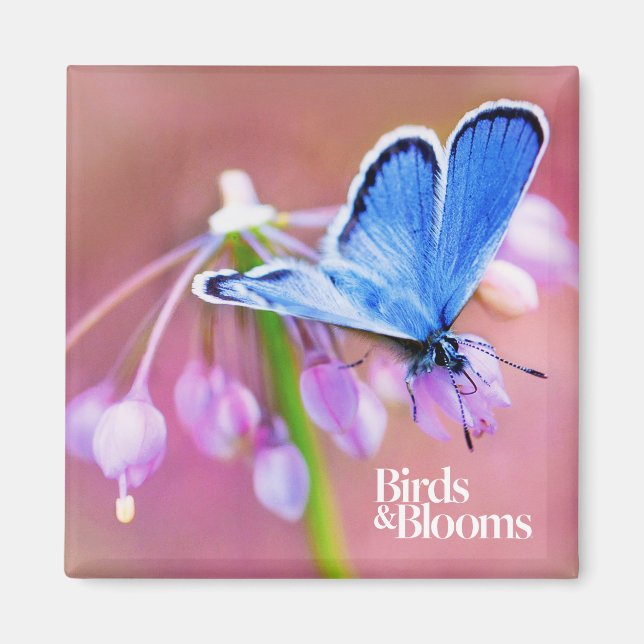 Íman Azure Butterfly (Frente)