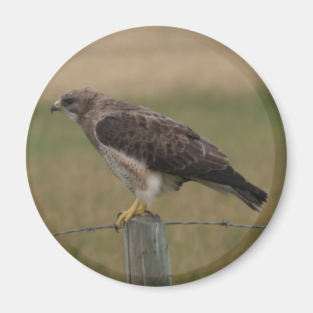 Íman B10 Swainson's Hawk (Frente)