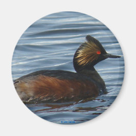 Íman B13 Eared Grebe