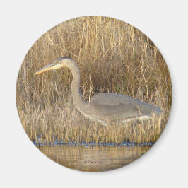 Íman B19 Blue Heron Juvenile