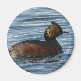 Íman B1 Eared Grebe