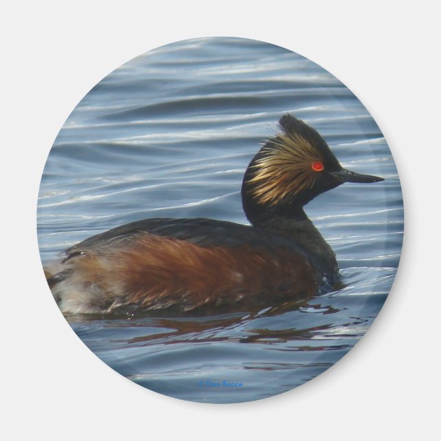 Íman B1 Eared Grebe (Frente)