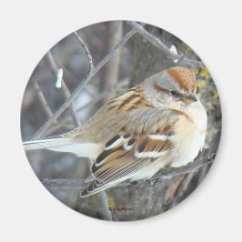 Íman B24 Cebolinha comum