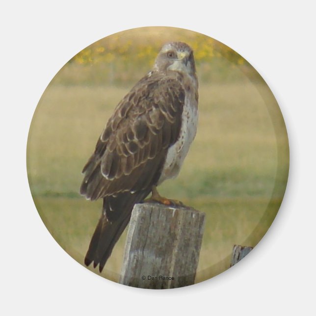 Íman B33 Falcão-de-swainson (Frente)