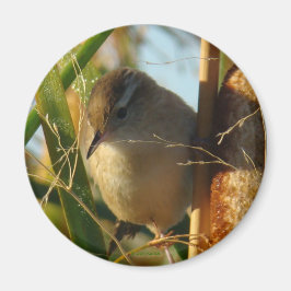 Íman B3 Marsh Wren