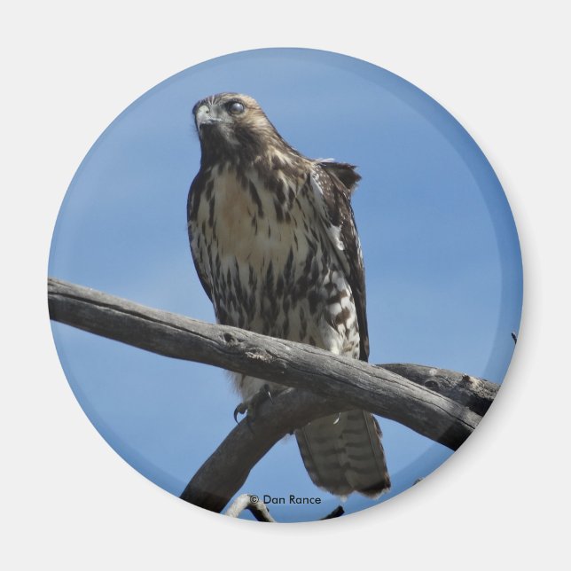 Íman B54 Falcão-de-Swainson (Frente)