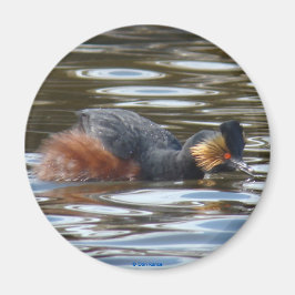 Íman B8 Eared Grebe Cortejando