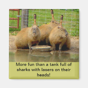 Íman B - Humorous Capybara Magnet