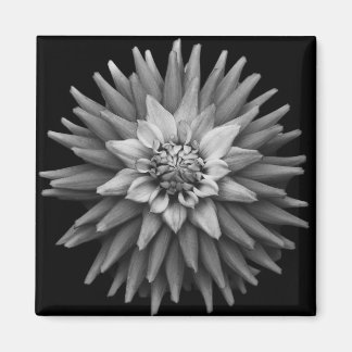 Íman B & W Dahlia Magnet