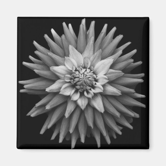 Íman B & W Dahlia Magnet (Frente)
