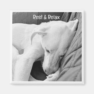 Íman B & W Foto de Cachorro Gestil Dormindo Muito Em Br