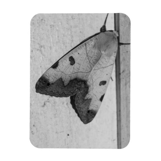 Íman B&W - Ophiusa tirhaca, o tambor verde (Vertical)