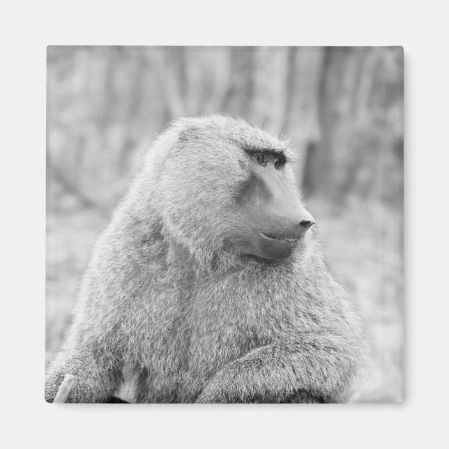 Íman babuíno africano (Frente)