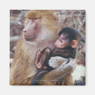 Íman Babuíno da mãe e do bebê