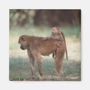 Íman Babuíno de Anubis