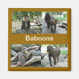 Íman babuínos