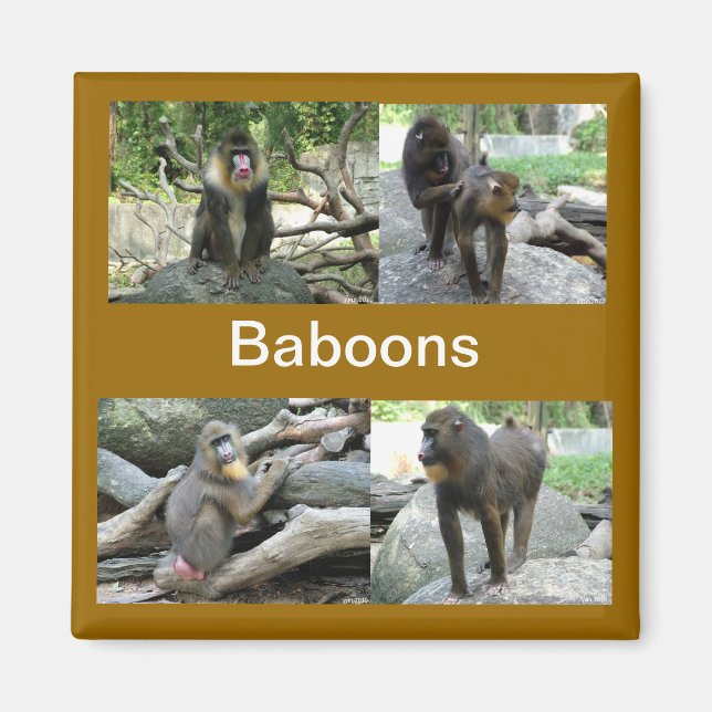Íman babuínos (Frente)