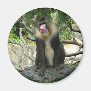 Íman Babuínos brincalhões, fofos, inteligentes e amigáv