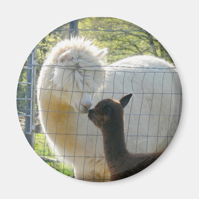 Íman Baby Alpaca Kiss Magnet (Frente)