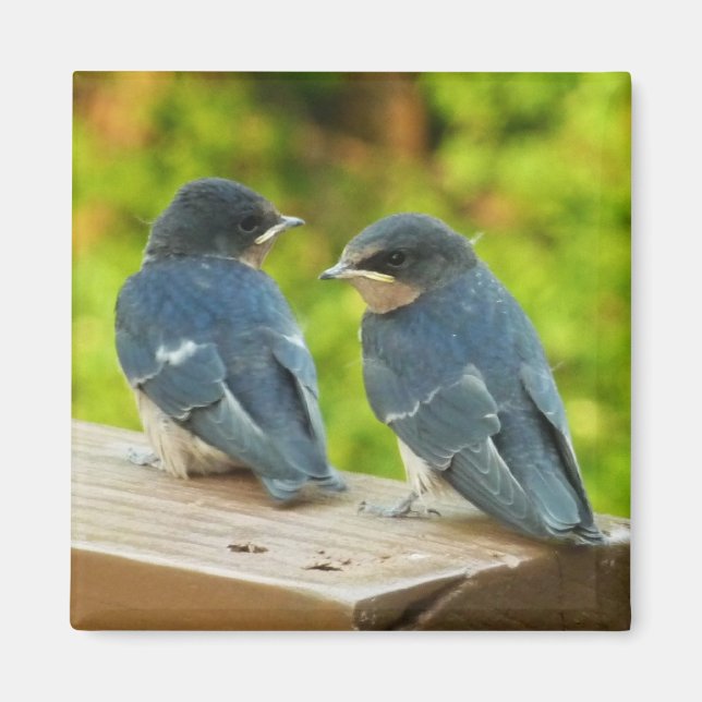 Íman Baby Barn Swallow Nature Bird Foto (Frente)