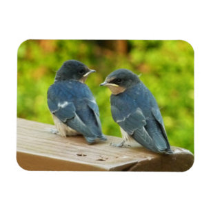 Íman Baby Barn Swallow Nature Bird Fotografia