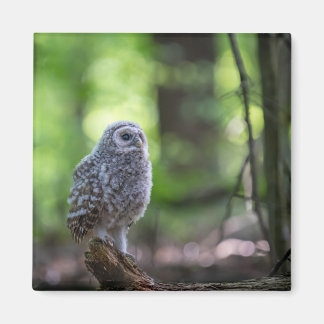 Íman Baby Barred Owl 2" Magnet
