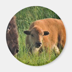 Íman Baby Bison Magnet