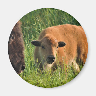 Íman Baby Bison Magnet