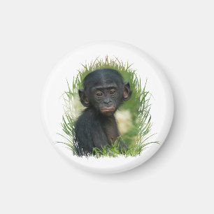 Íman Baby Bonobo Ape