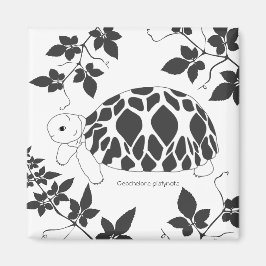 Íman Baby Burmese Star Tortoise Magnet (folhas bw)