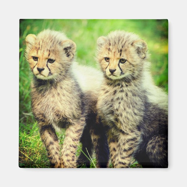 Íman Baby Cheetahs (Frente)