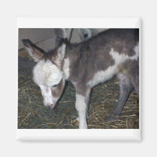 ÍMAN BABY DONKEY