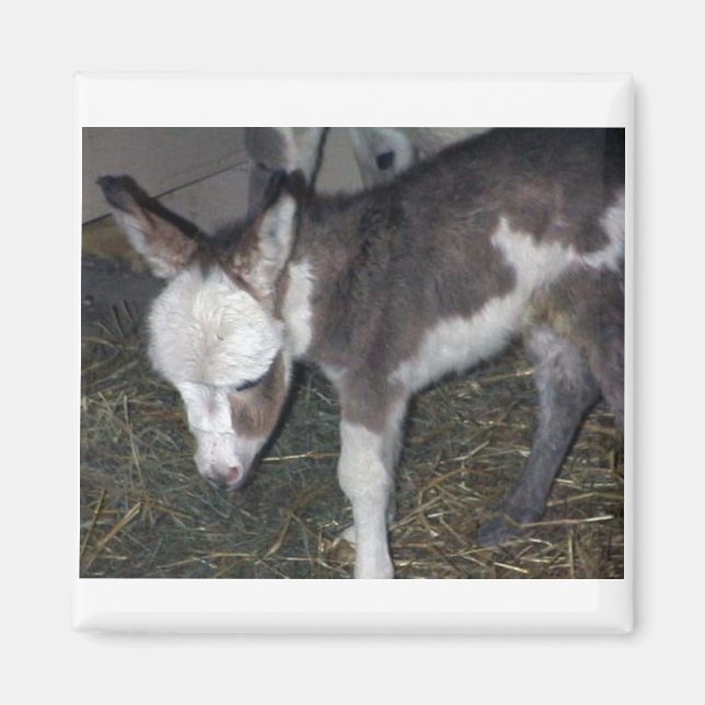 ÍMAN BABY DONKEY (Frente)
